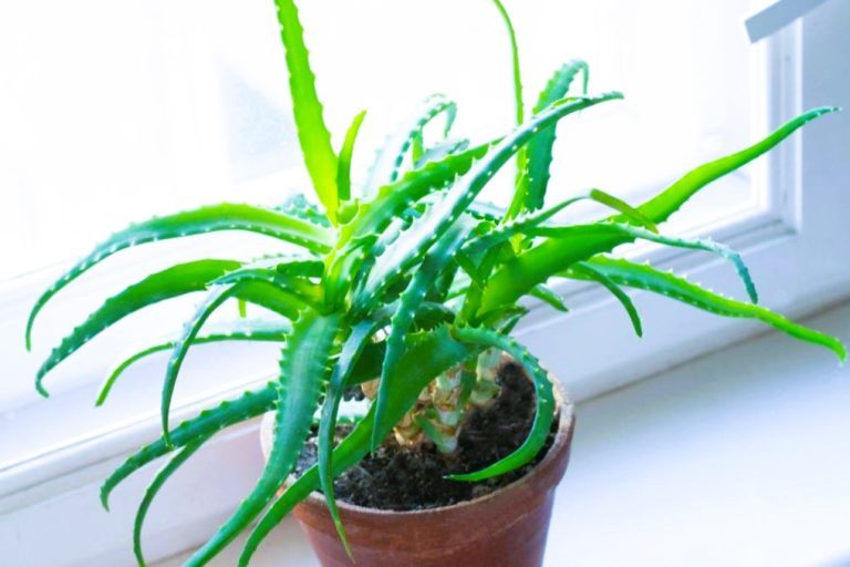 les-plantes-d-interieur-faciles-a-entretenir-et-leurs-bienfaits-sur-l-air-de-votre-maison